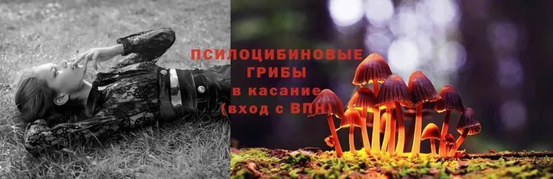 купить   Арск  блэк спрут как войти  Галлюциногенные грибы MAGIC MUSHROOMS 